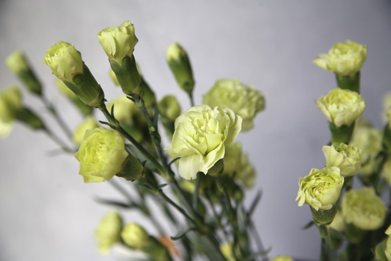 スプレーカーネーション　'ラゴス'