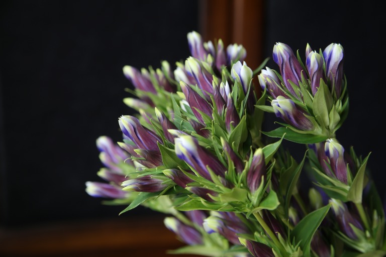 リンドウ　'初冠雪２'