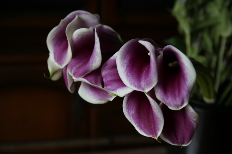 カラー　'ピカソ' 苞は紫、輪郭が白あるいはクリーム