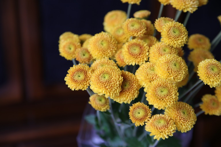 スプレーマム/スプレーギク　'セイカーク'　ポンポン咲き　黄色