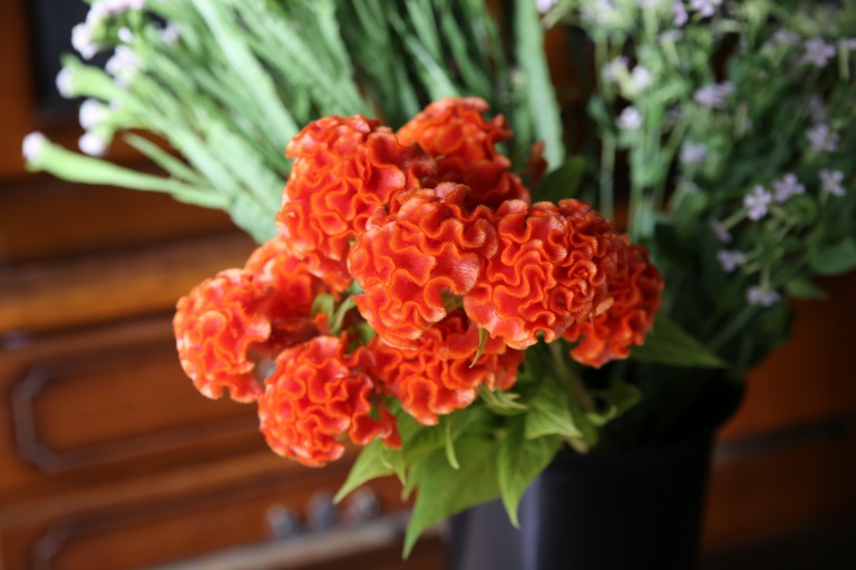 クルメケイトウ　'オレンジクィーン'