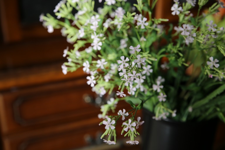 シレネ　アルメリア　'サクラコマチ'