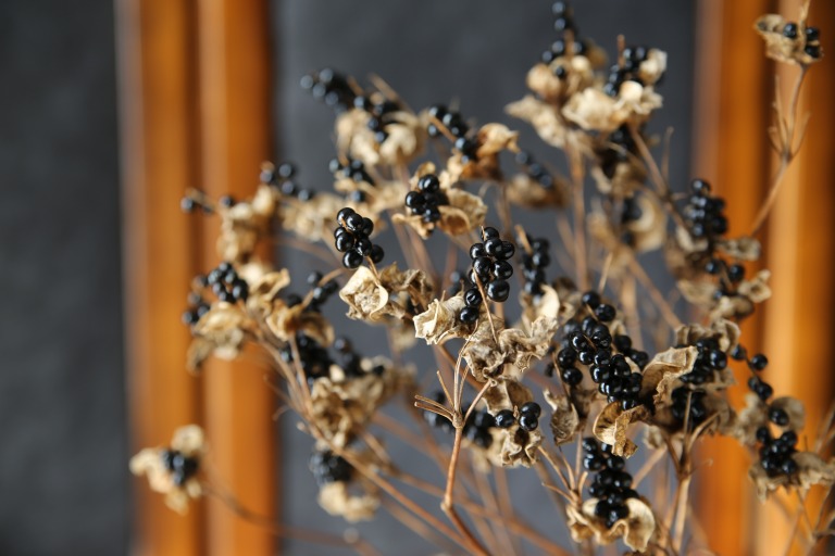 ダルマヒオウギの黒い実