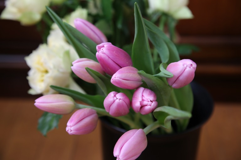 チューリップ　'アルゴス'