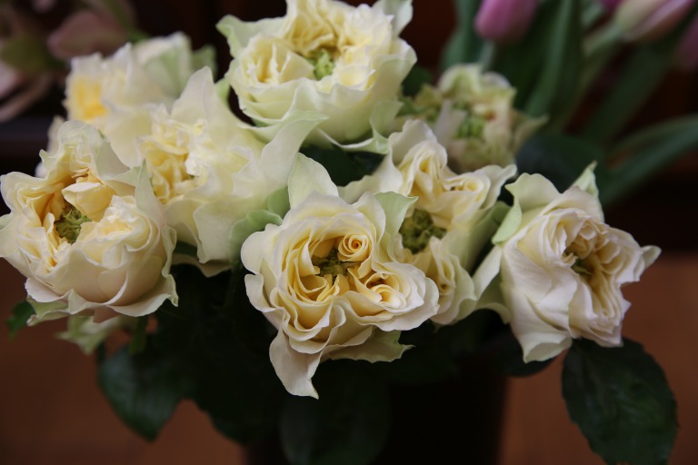 バラ　'レモンフォセット'