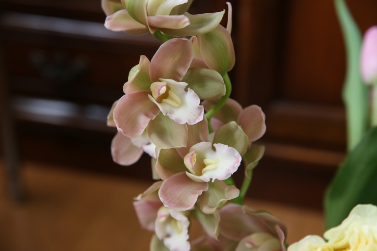 シンピジューム　'アラモード'　ライトブラウンと薄いモスグリーンの ニュアンスカラー