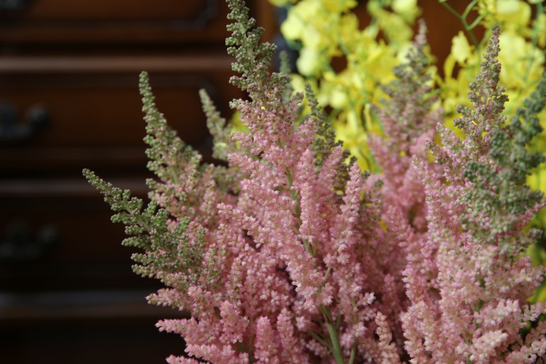 アスチルベ　'ビジョンインフェルノ' ピンク