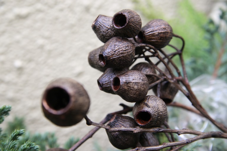 ユーカリの実　トランペット/アーニゲラ/ベルガ