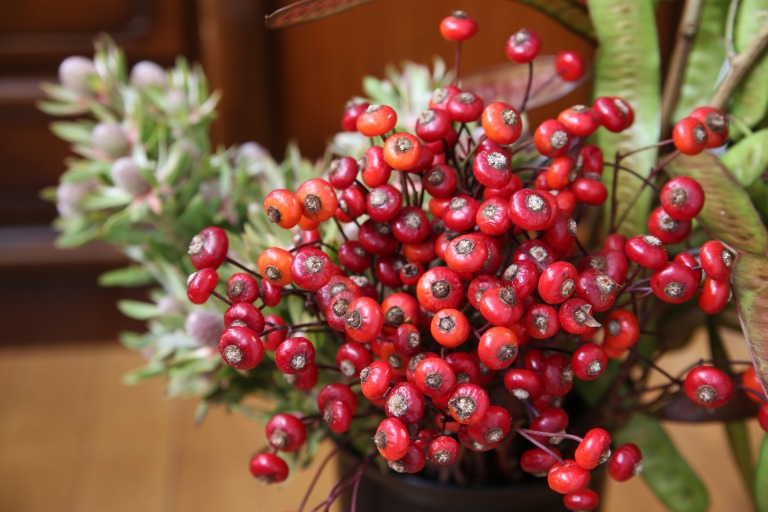 バラの実　'センセーショナルファンタジー'