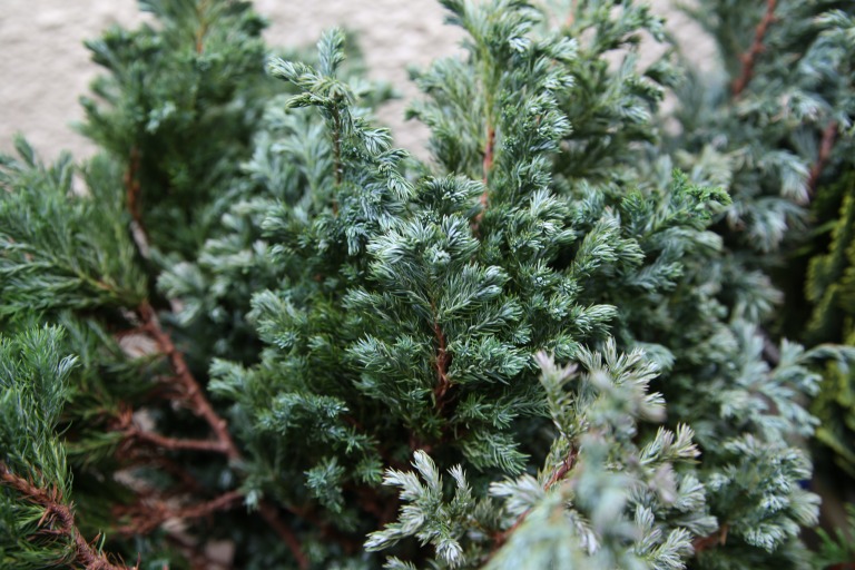 サワラ　'ブルバード'