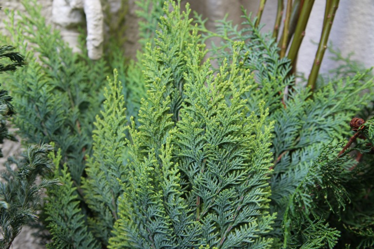 コニファー　平べったく　先端はライムグリーン　エレガンテシマに似ている葉