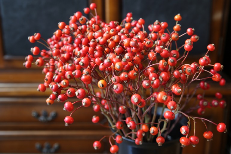 バラの実　'アメージングファンタジー'