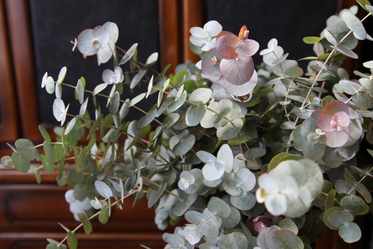 ユーカリ　プルベルレンタ/銀世界　ベイビーブルー