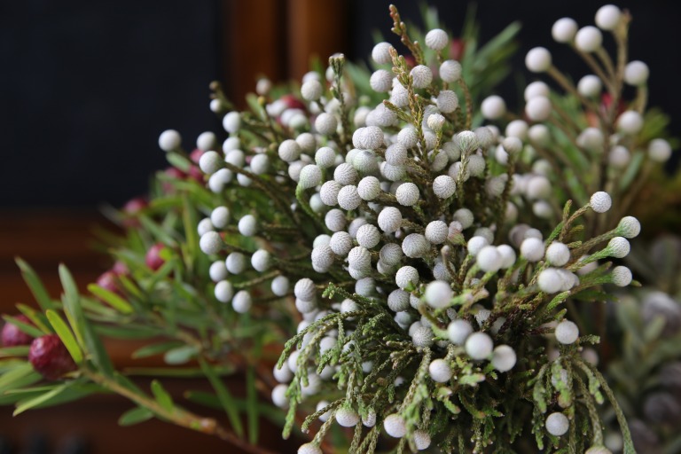 ブルニア　ノディフローラ　シルバーグレーの小粒な実