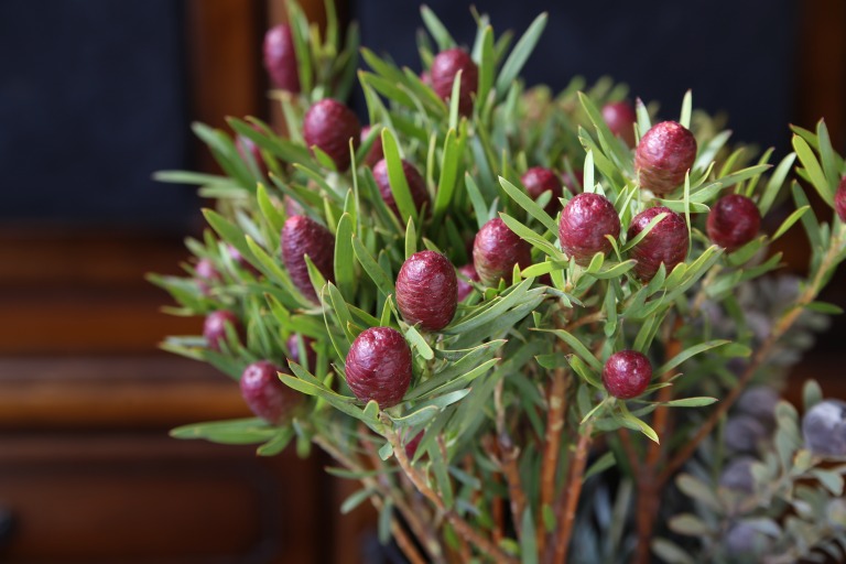 リューカデンドロン　'レッドタグ' 赤い実