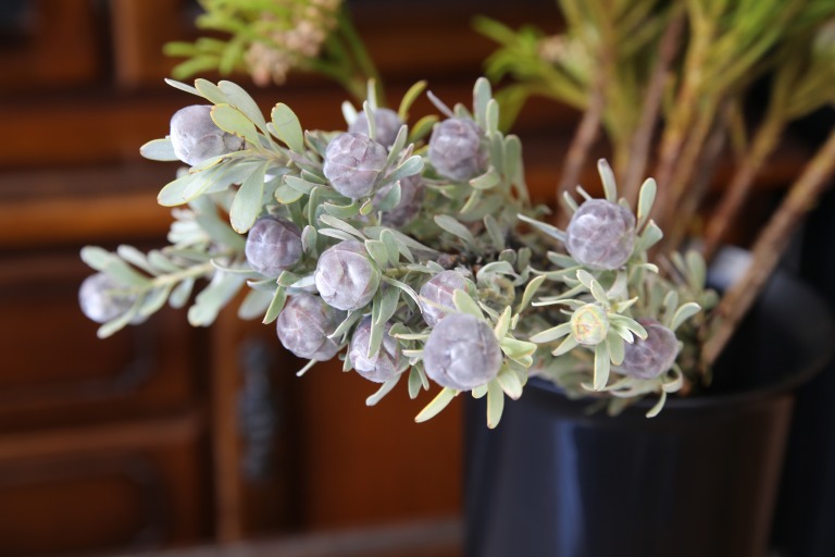 リューカデンドロン 'ピューベセンス'　少しピンクを感じるグレイッシュ