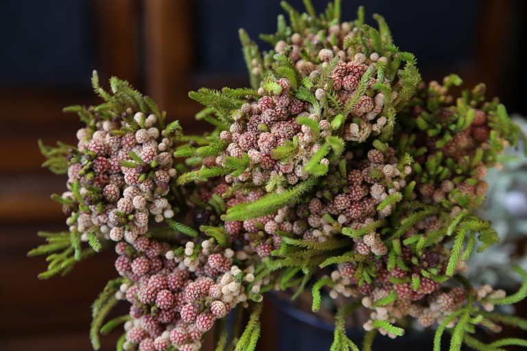 バーゼリア　ストロベリー