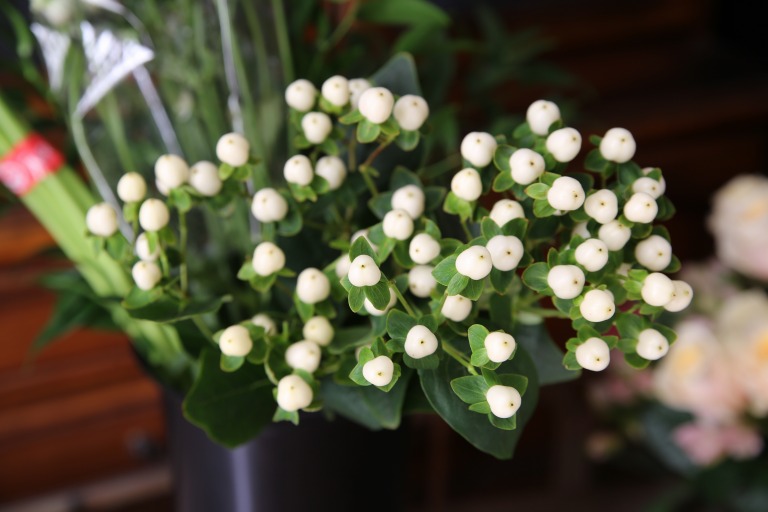 ヒペリカム　'ココミックス　ホワイト'　オトギリソウ