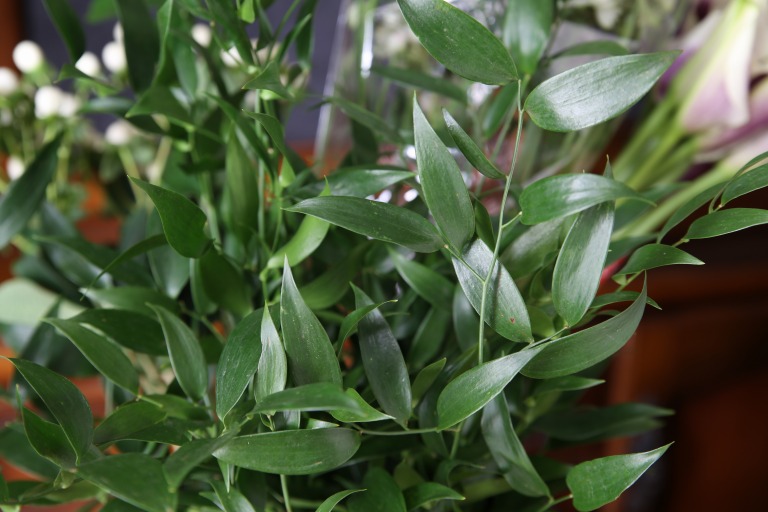 イタリアンルスカス/ダナエ