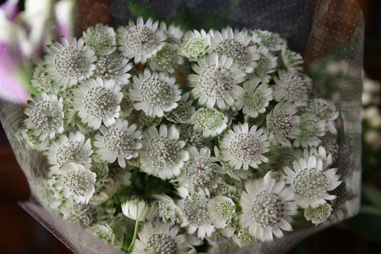 アストランチア　マヨール　'スターオブビリオン'