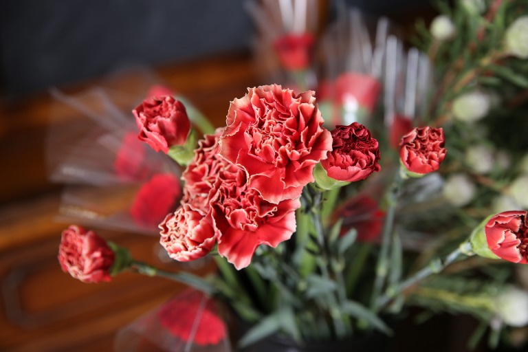 カーネーション　'ビート'　レンガ赤