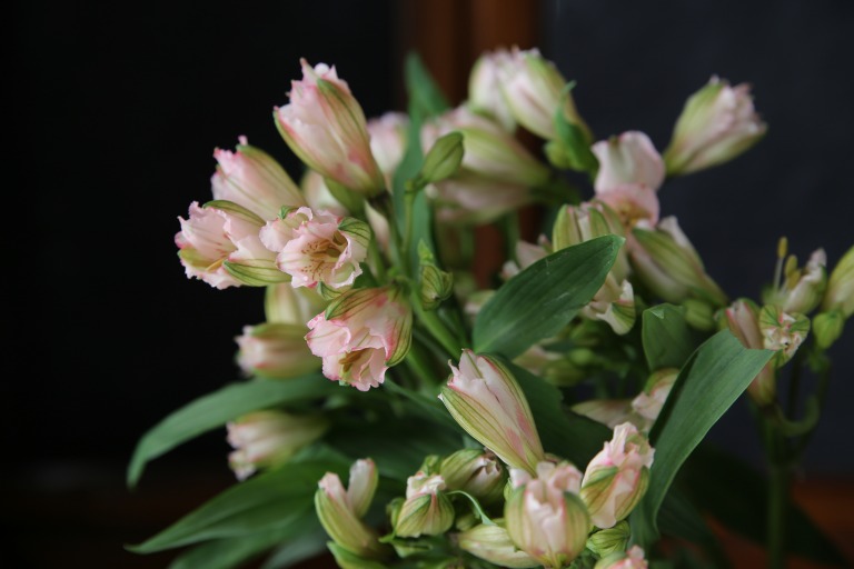 アルストロメリア　'プリマドンナ'