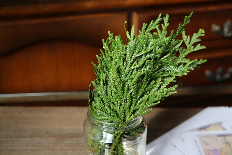 アスナロ　翌檜