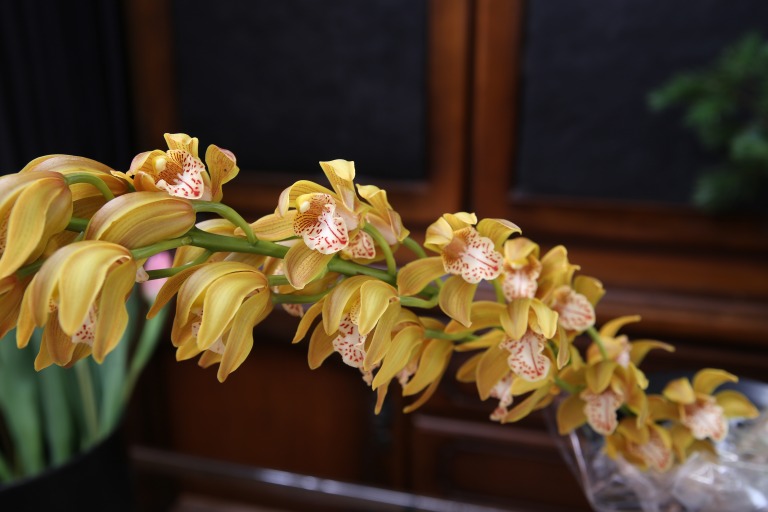 シンピジュム　'カクテル'　渋い黄色　ゴールド