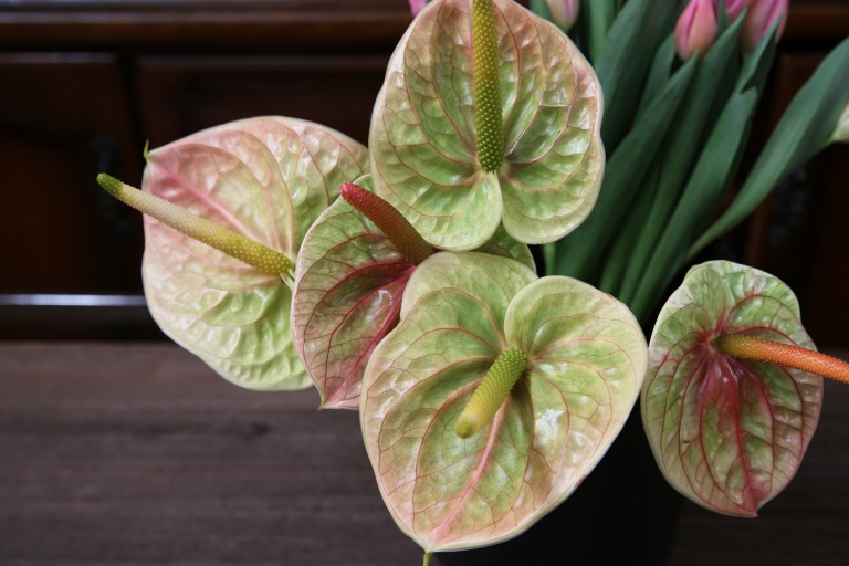 アンスリューム　'マリシア'　アンティークタイプ