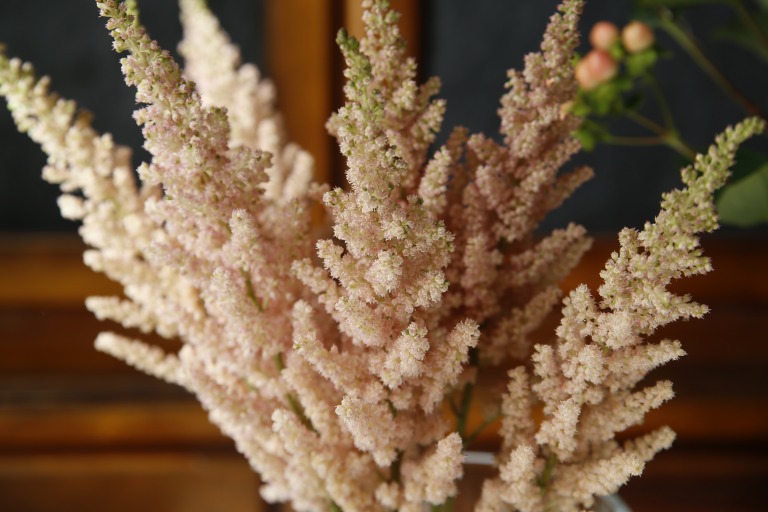 アスチルベ　'ビジョンインフェルノ'