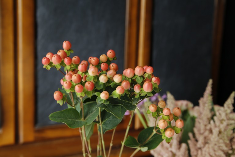 ヒペリカム　'マジカルピンク'　サーモンピンク色