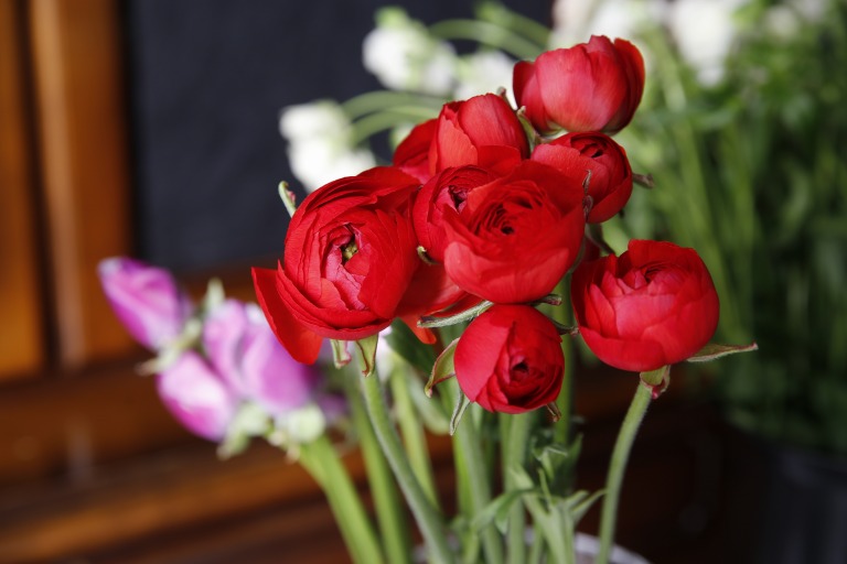 ラナンキュラス　'茜てまり'　赤