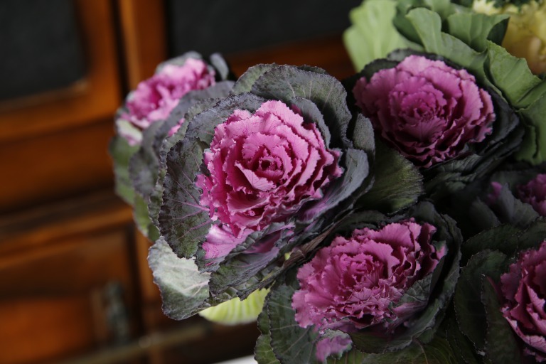 葉牡丹　'エルミアアプリコット'　赤紫色