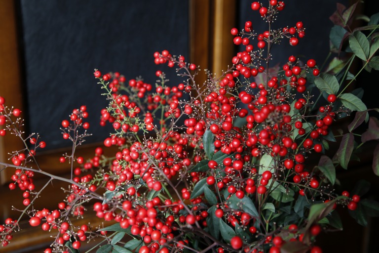 ナンテン　南天