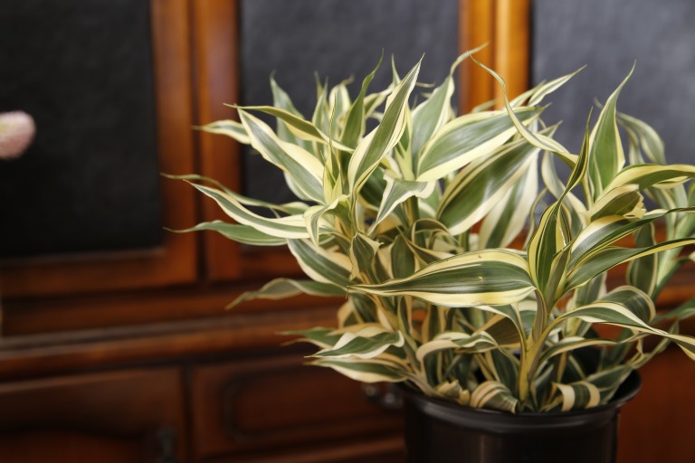 ドラセナ　’サンデリアーナ’