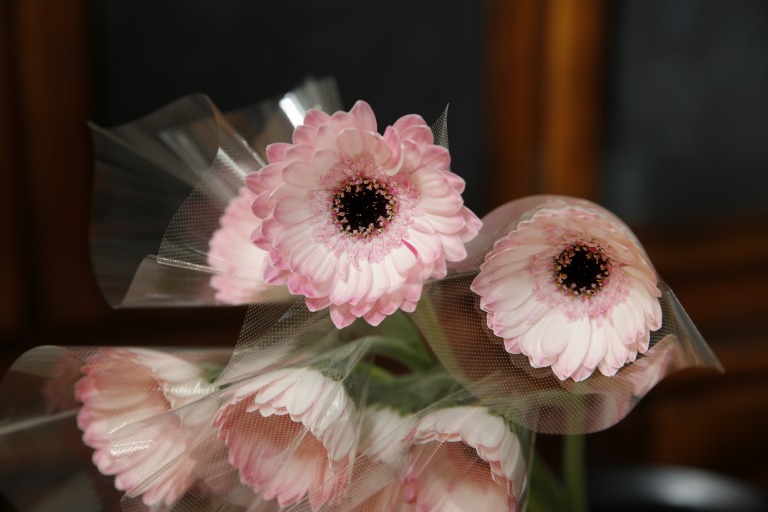 ガーベラ　'マルディーニ'　中芯黒　外側はライトピンク