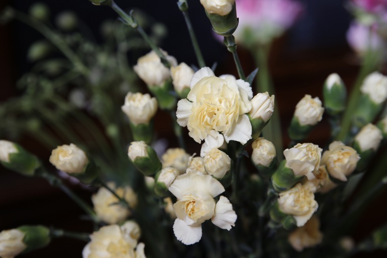 スプレーカーネーション　'イマジン'　クリーム色