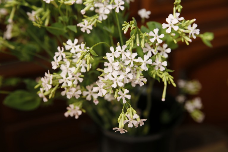 シレネ　アルメリア　’サクラコマチ’