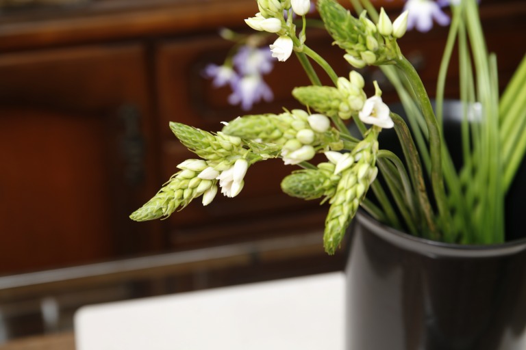 オニソガラム/オーニソガラム　シルソイデス