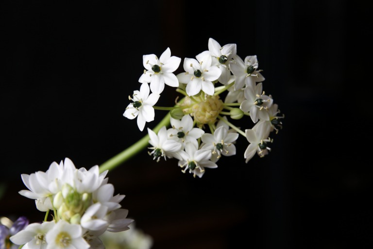 オニソガラム/オーニソガラム　サンデルシー　開花後