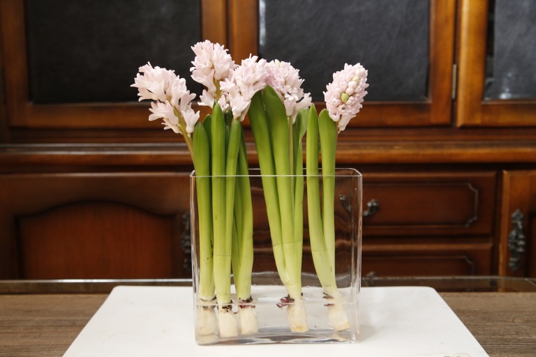 ヒヤシンス/ヒアシンス　'チャイナピンク'　薄ピンク