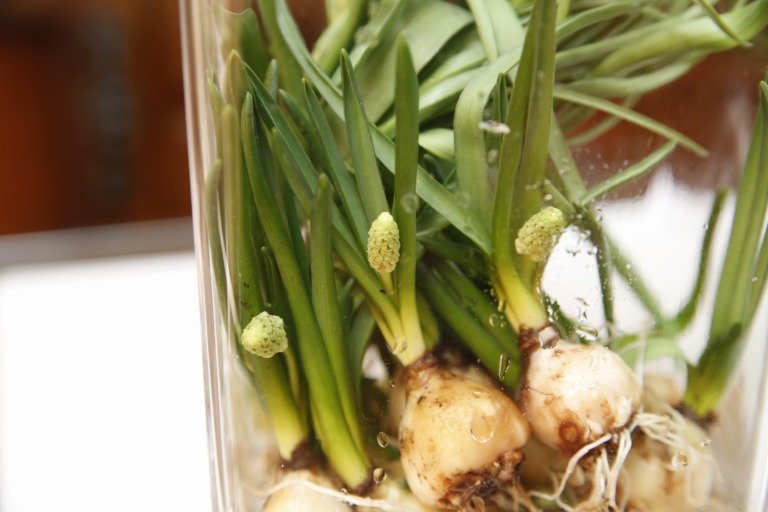 ムスカリ　'ホワイトマジック'