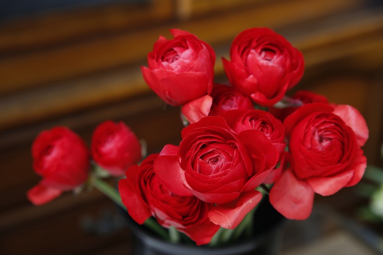 ナンキュラス　'ソフィア'　赤