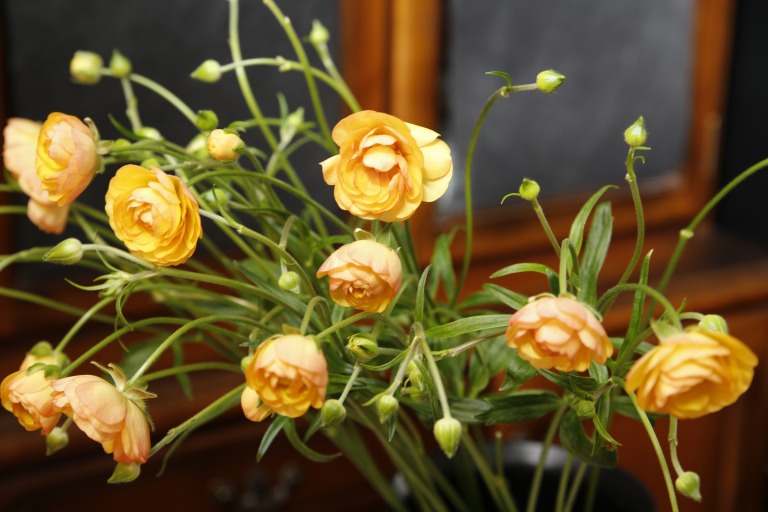 ラナンキュラス　'ラックスロティス'　オレンジ