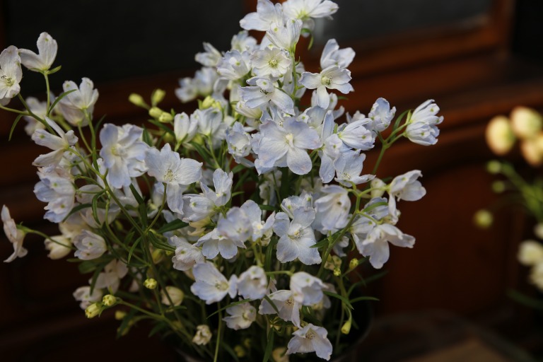 デルフィニウム　シネンシス　'シフォンブルー' 　スプレータイプ　ライトブルー