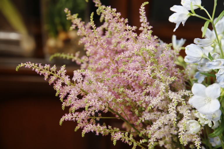 アスチルベ　ライラック 　ブルーかかったピンク色