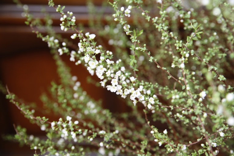 ユキヤナギ　’小雪’