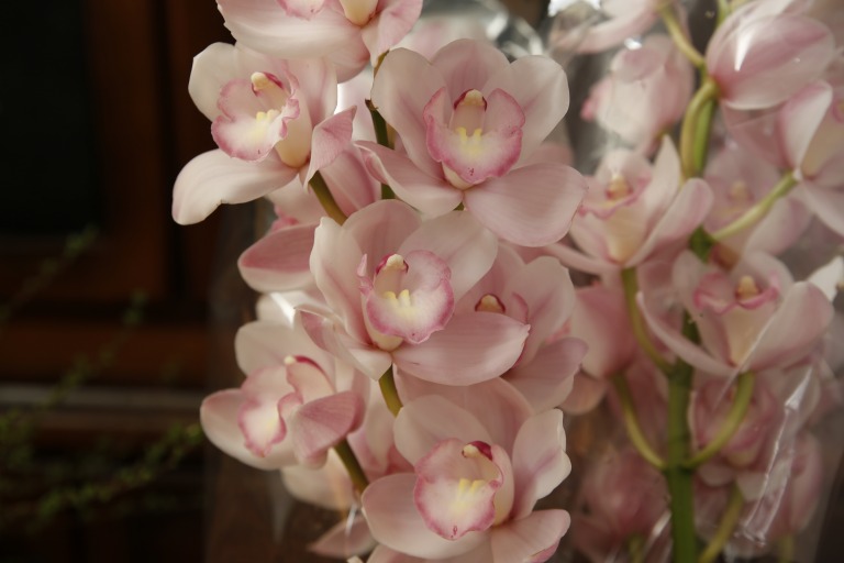 シンピジウム/シンピジューム　'愛子さま'