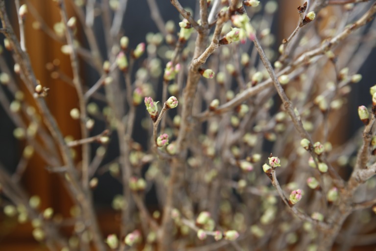 ケイオウサクラ/啓翁桜