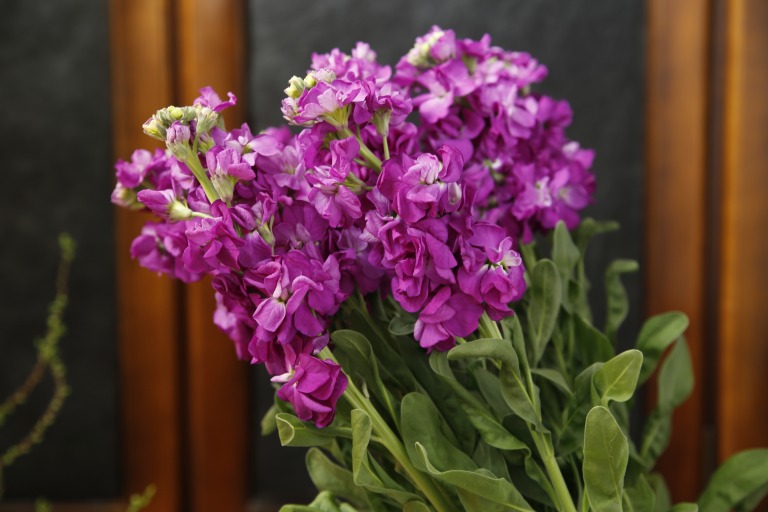 ストック　’アイアンパープル’　紫色